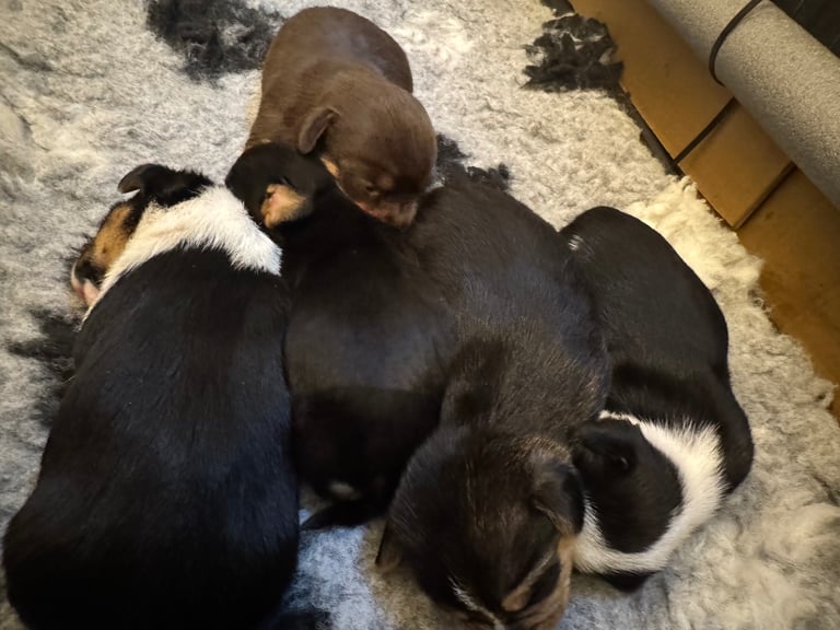Jack Russell puppies available end of novemeber 