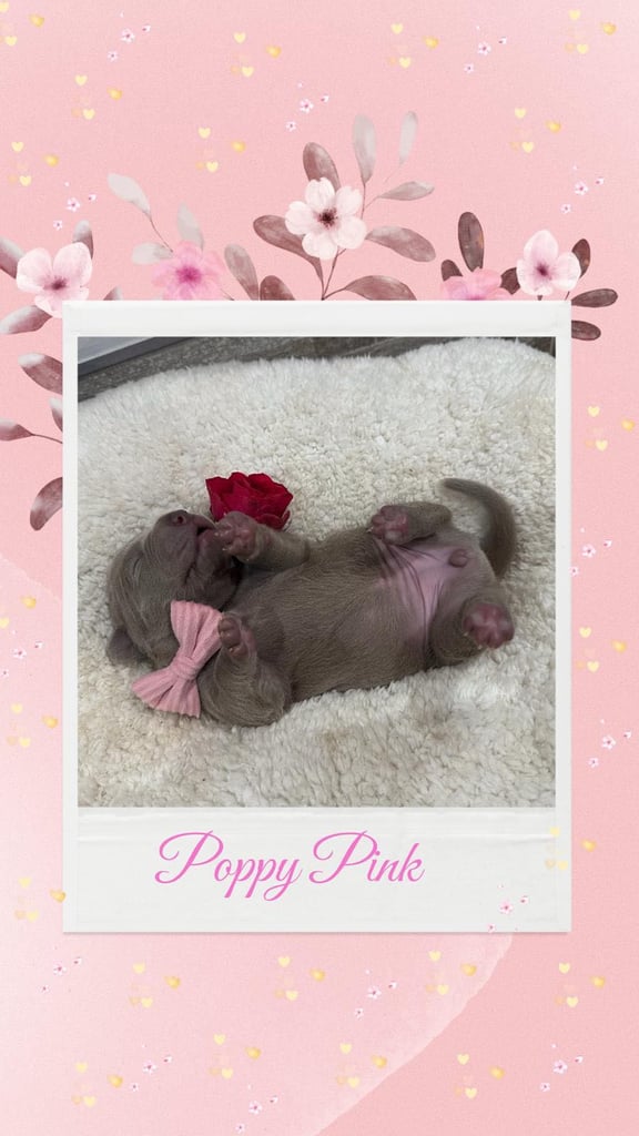 Neapolitan Mastiff X Cane Corso