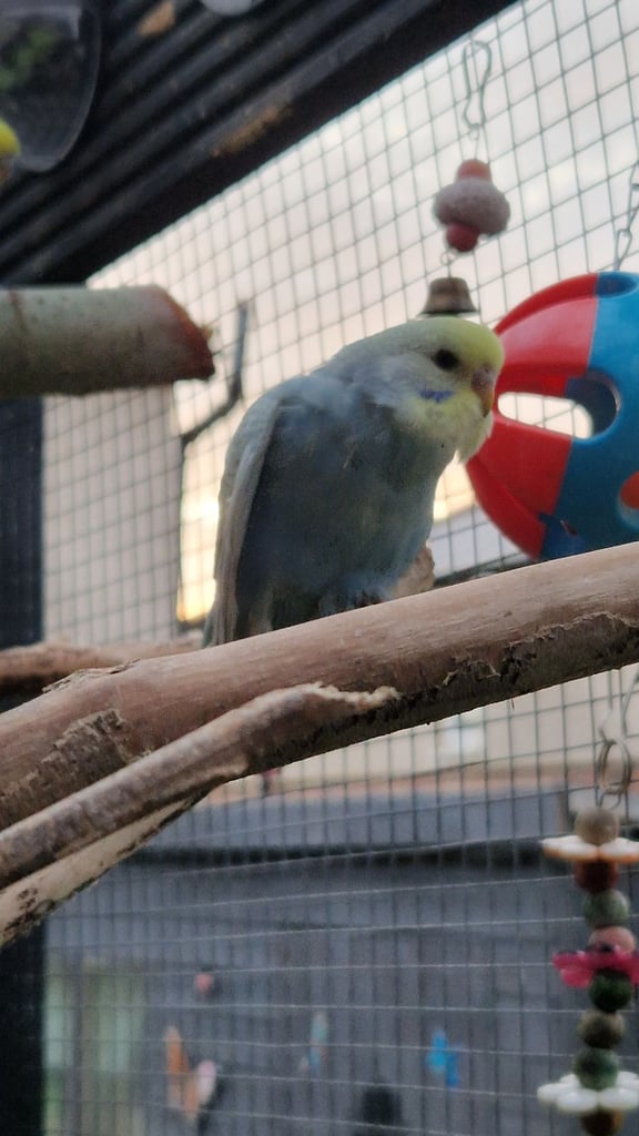 2x baby budgies £50 each