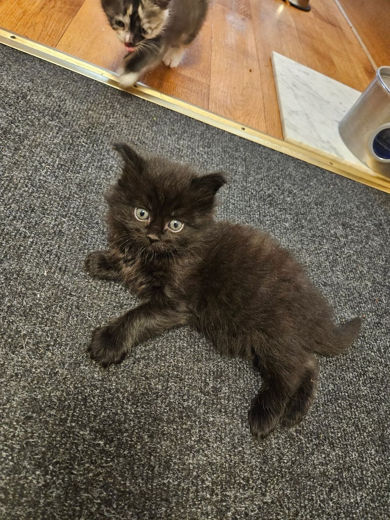 Kittens For Sale - Maine Coon Mother 