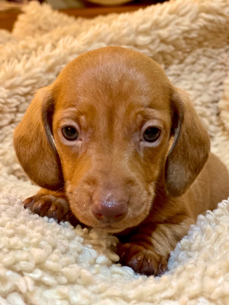 Miniature Dachshund Puppies