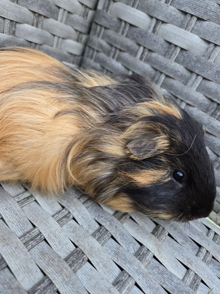 Stunning guinea pig brothers 