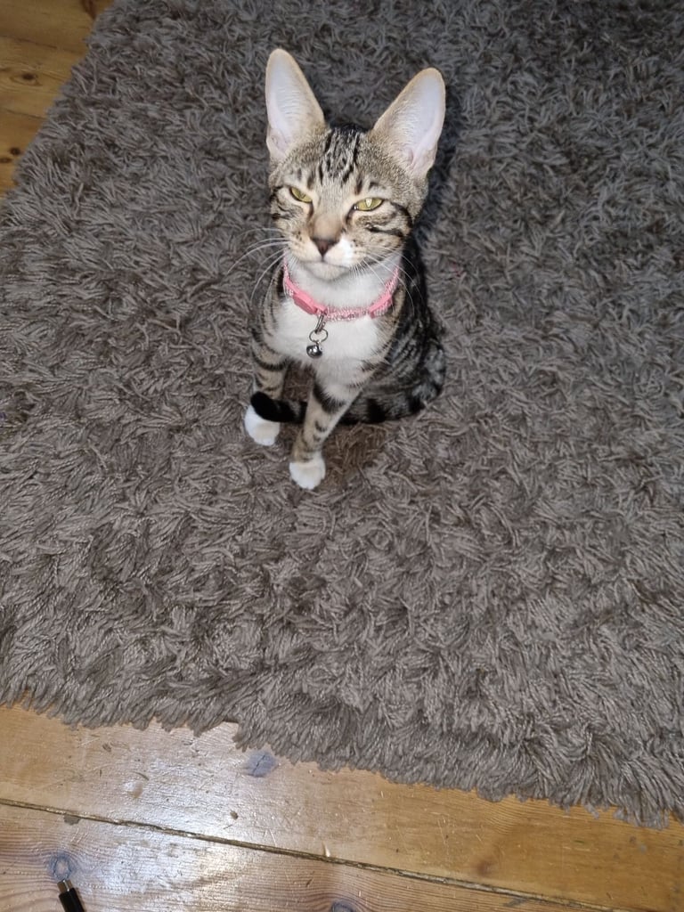 Gorgeous Bengal Female Kitten 
