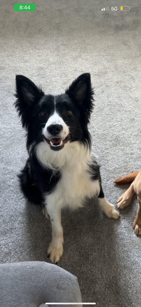 1 year old male collie 
