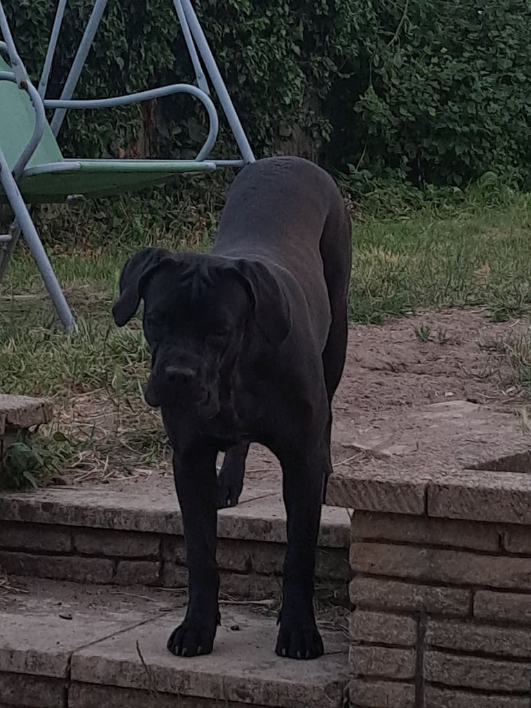Cane corsa 