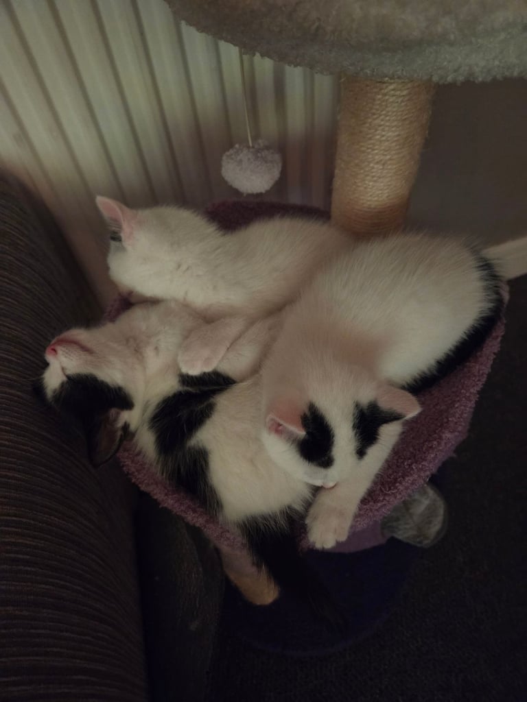 4 beautiful kittens ready for there new home