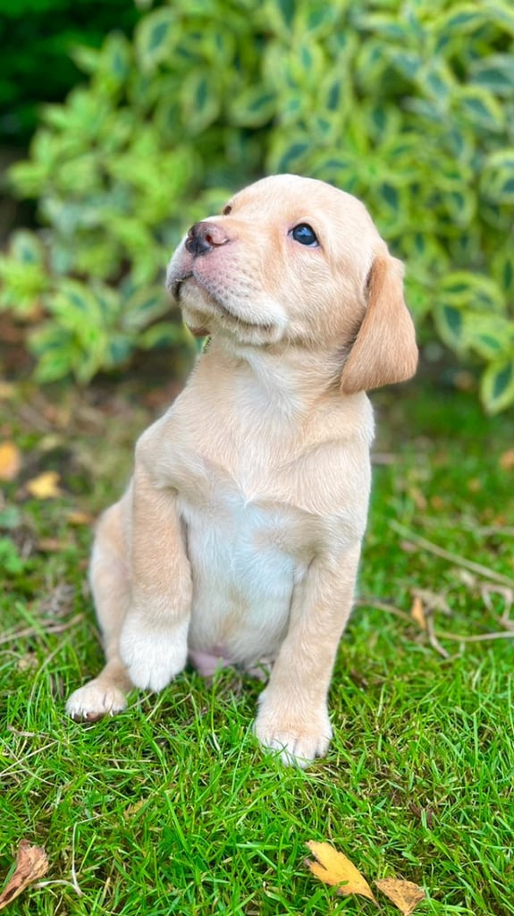 Gorgeous KC lab pups! 