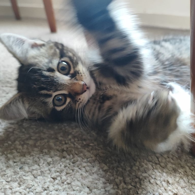 10 weeks old male tabby kitten 