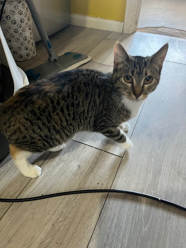 2 female cats. 1 year old 