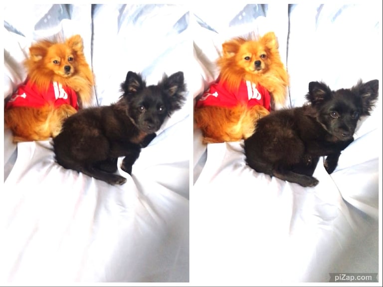 kind fluffy pom good with cats we have one and great with dogs
