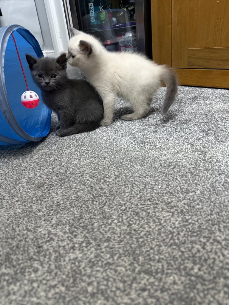 Ragdoll x British shorthair mix kitten 