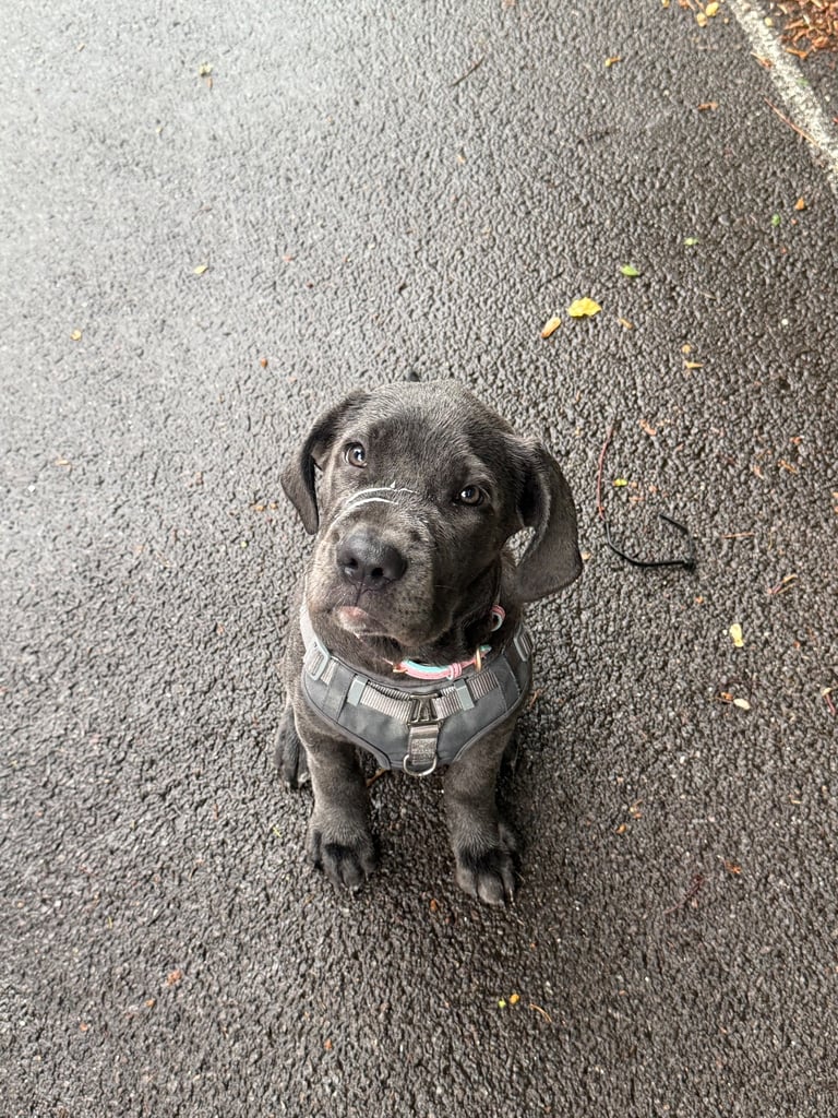 Full Cane corso 
