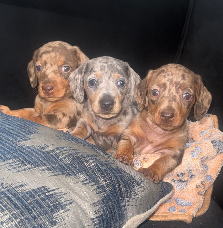 Miniature dachshund puppies 
