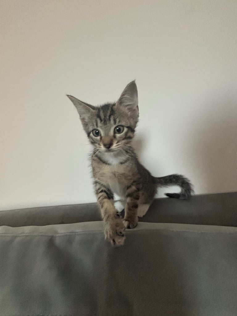 🌷9 week old girl tabby kitten 🌷