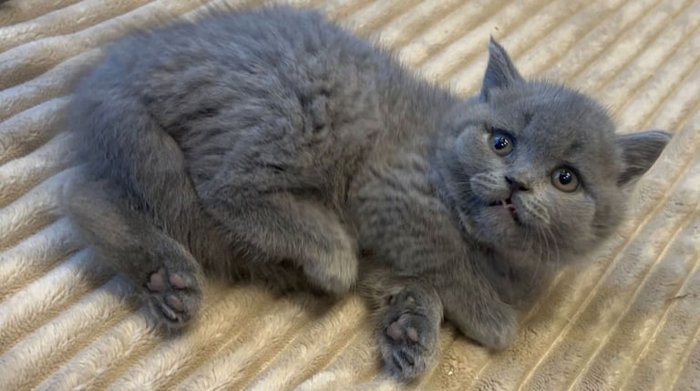 Gorgeous Beautifully British Short Hair Kittens