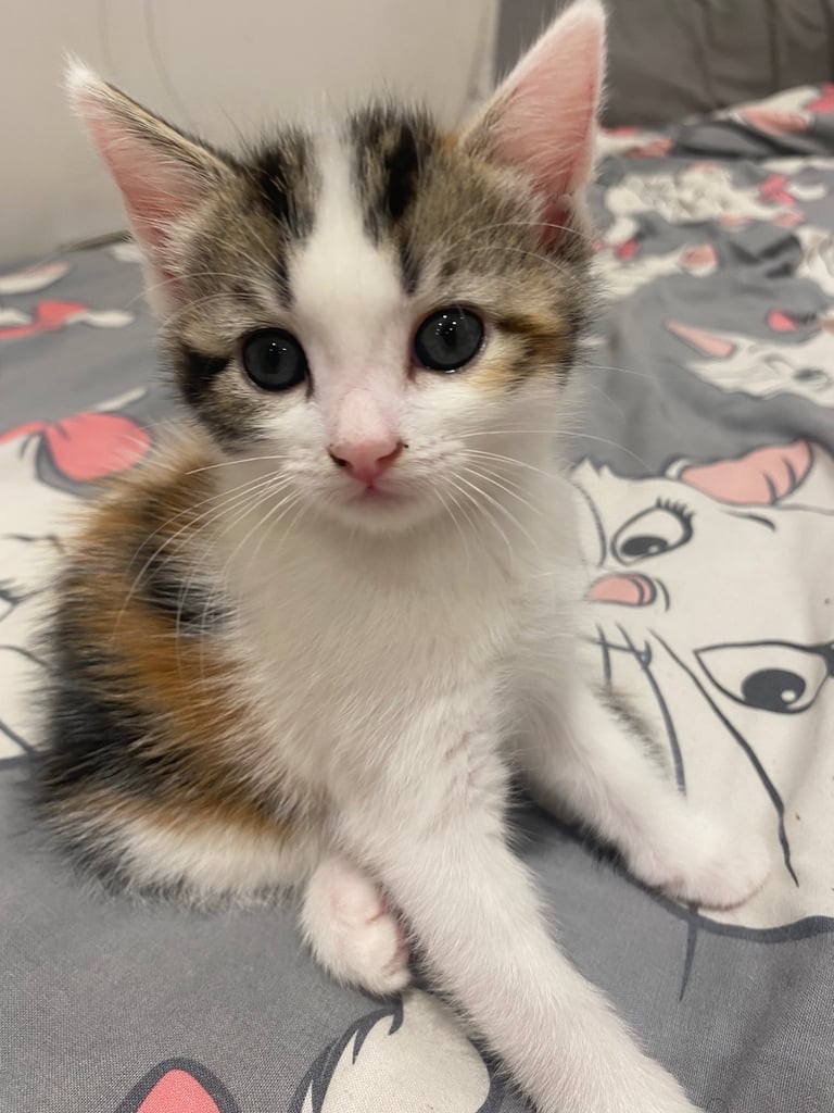 adorable kittens for sale 