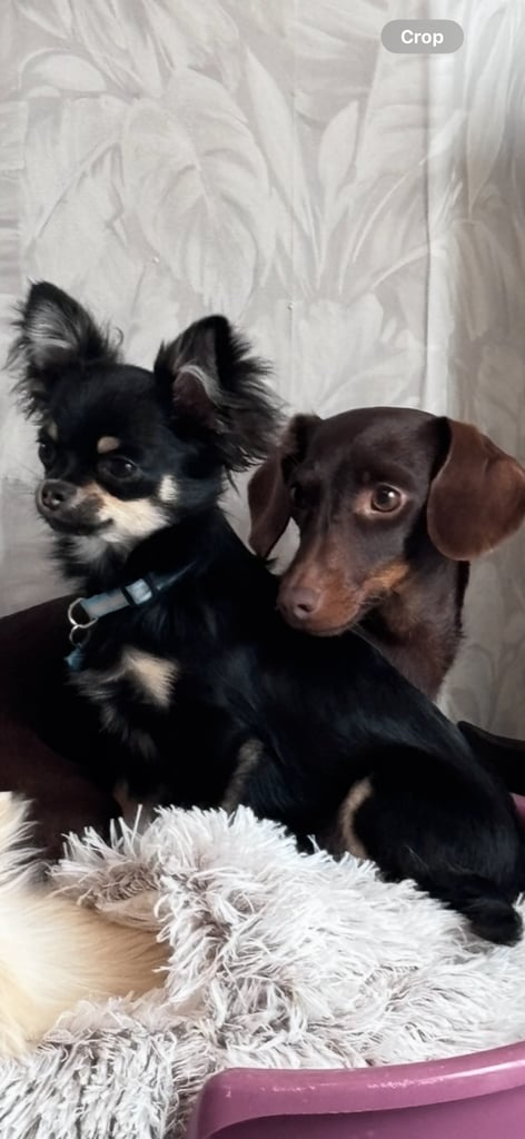 Dachshund cross Chihuahua 