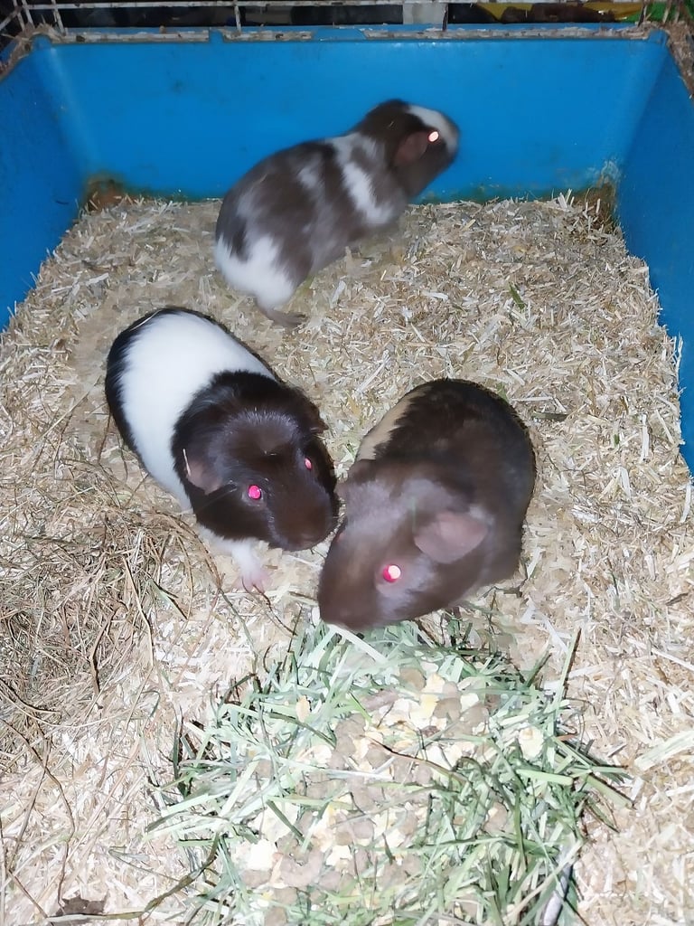 Baby guinea pigs ready to go