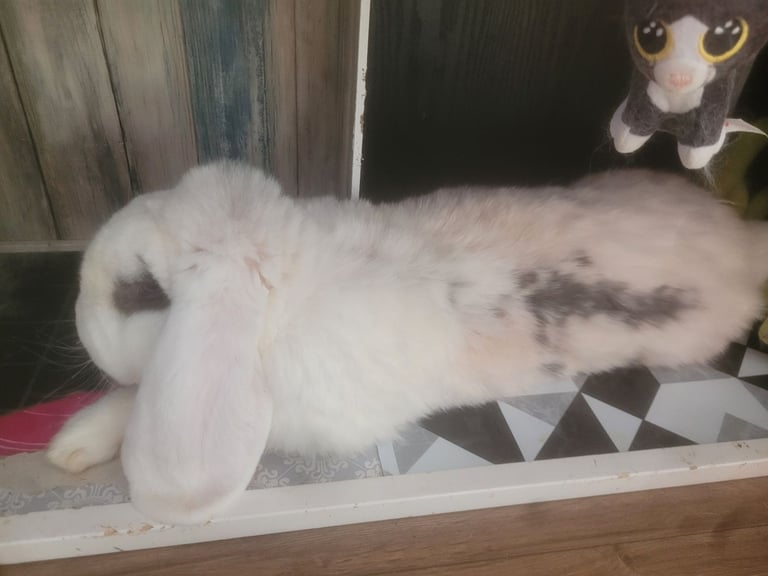 Rabbit less than 3 years old
