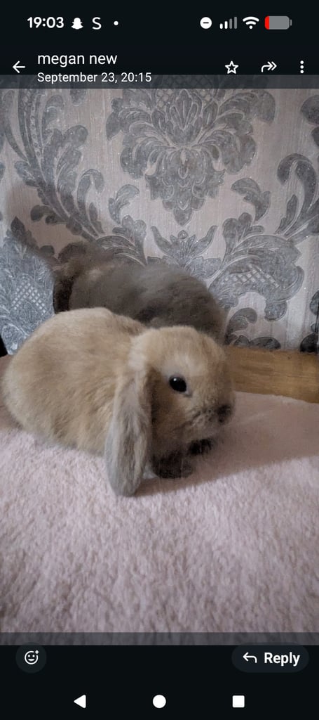 Baby mini lops for sale £60