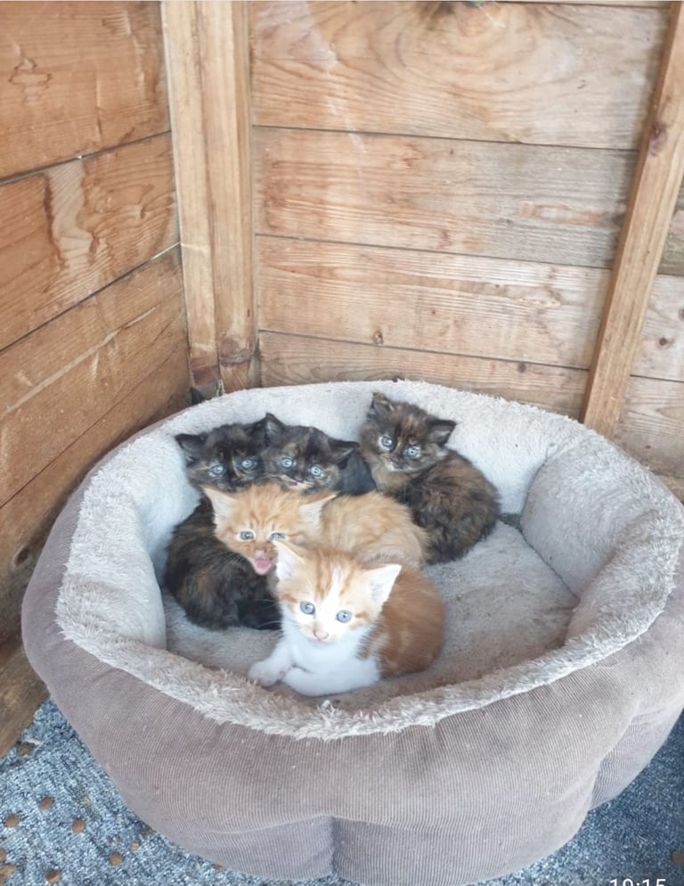 BEAUTIFUL KITTENS FOR SALE 