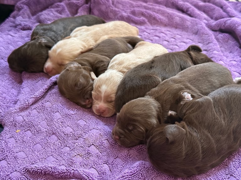 Adorable Cocker Sproodle Puppies! 