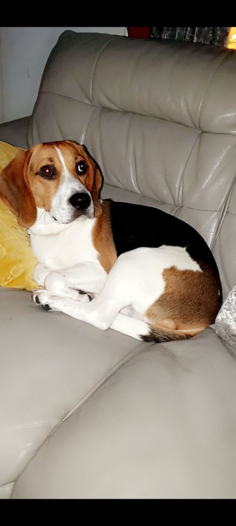 5 year old beagle