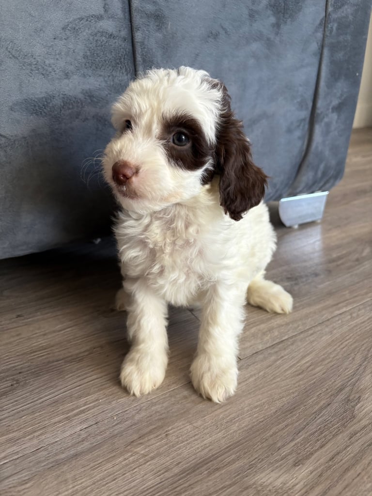 Cockapoo puppies 