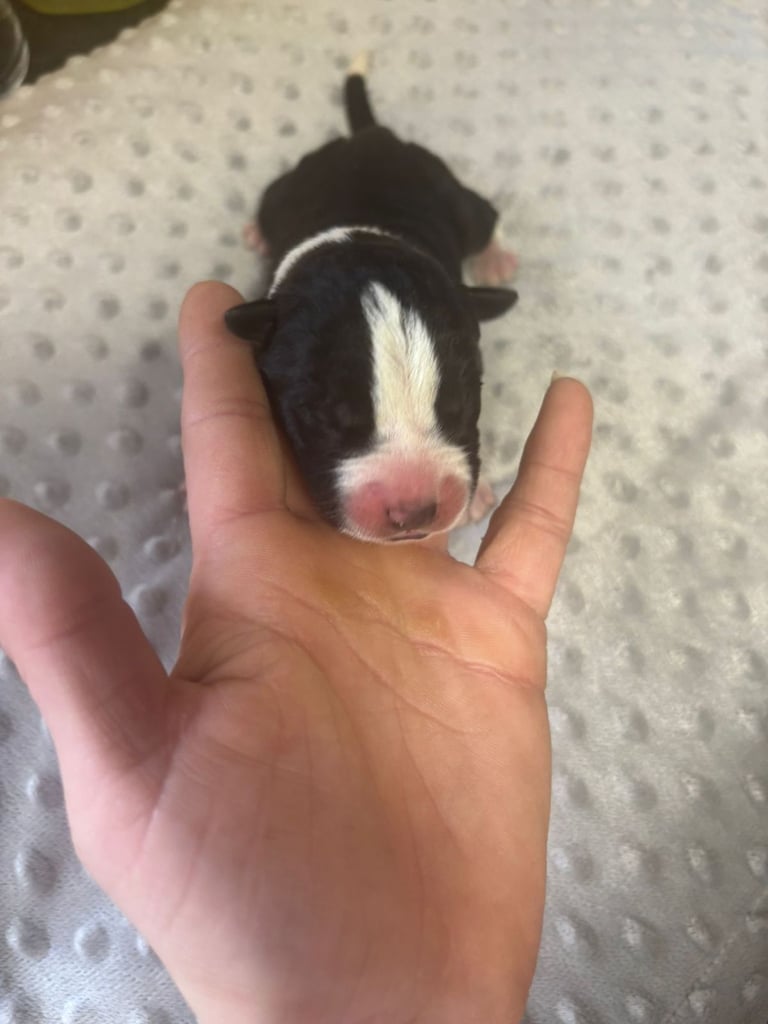 Chunky american akita x cane corso pups with bear like heads