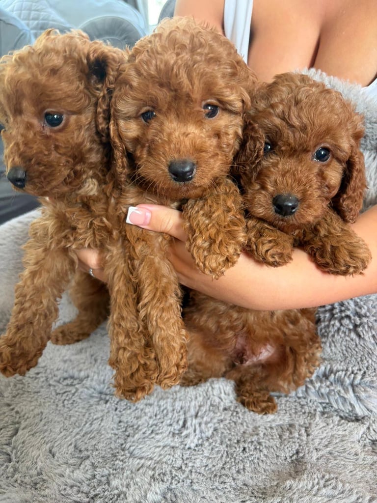 Red miniature poodle puppies 🐩 