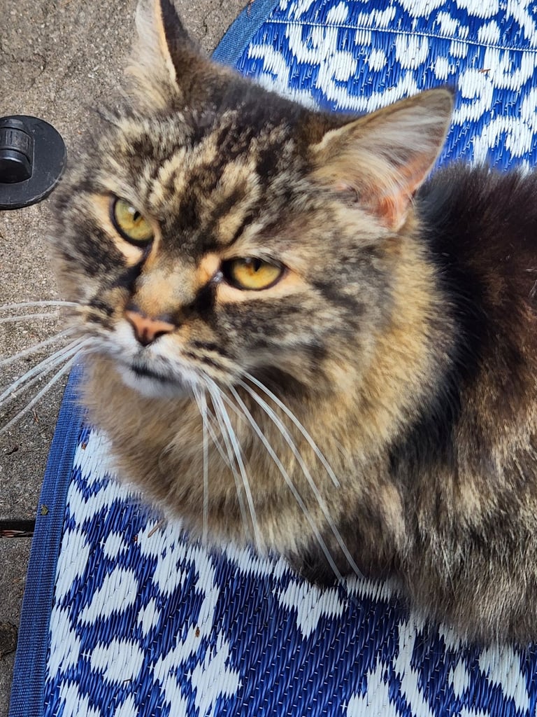 Adult long hair female cat