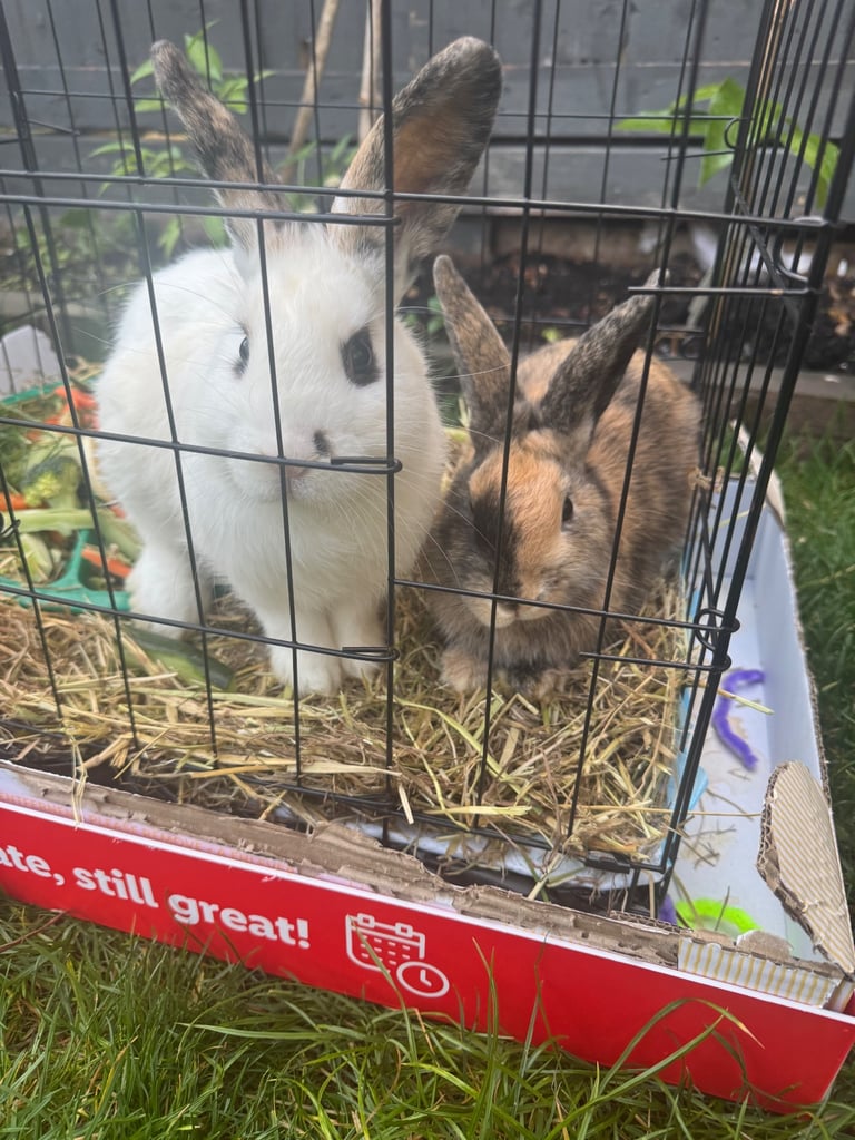 OFFERS ARE AVAILABLE, 2 bonded bunnies with essential equipment