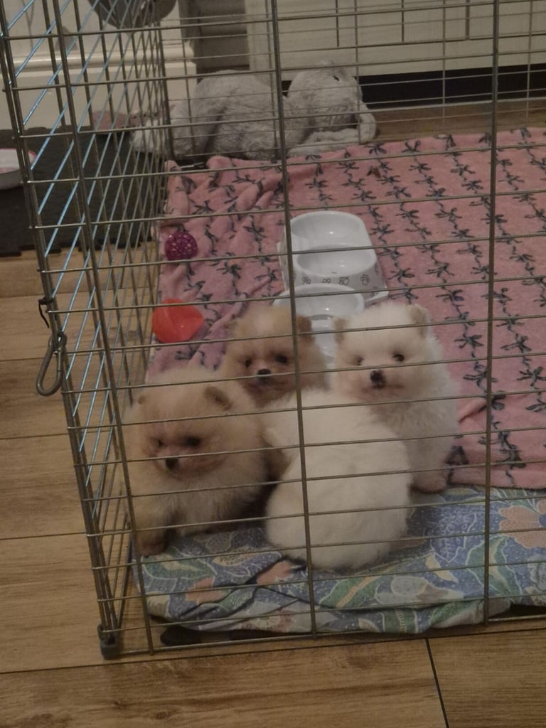 Pomeranian dogs for sale