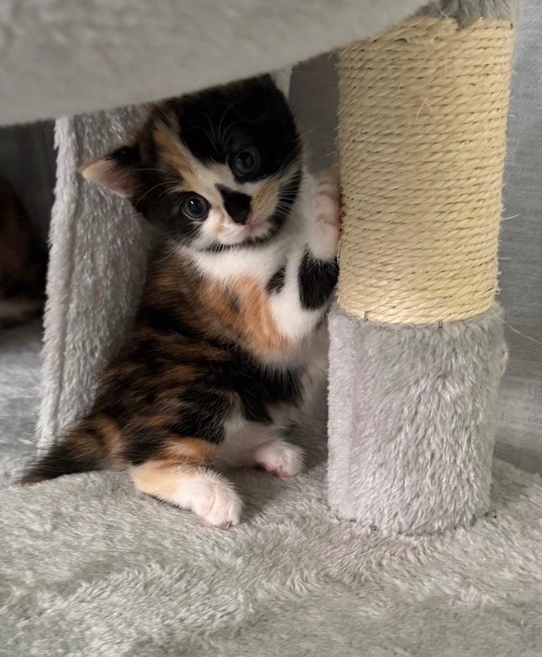 Male Half ragdoll kitten, looking for a lovely caring home