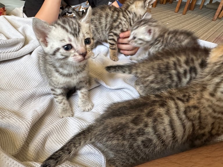 Bengal kittens 