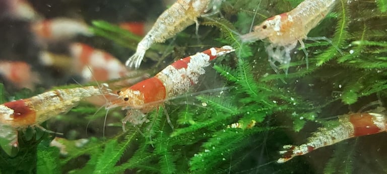 Crystal red shrimp