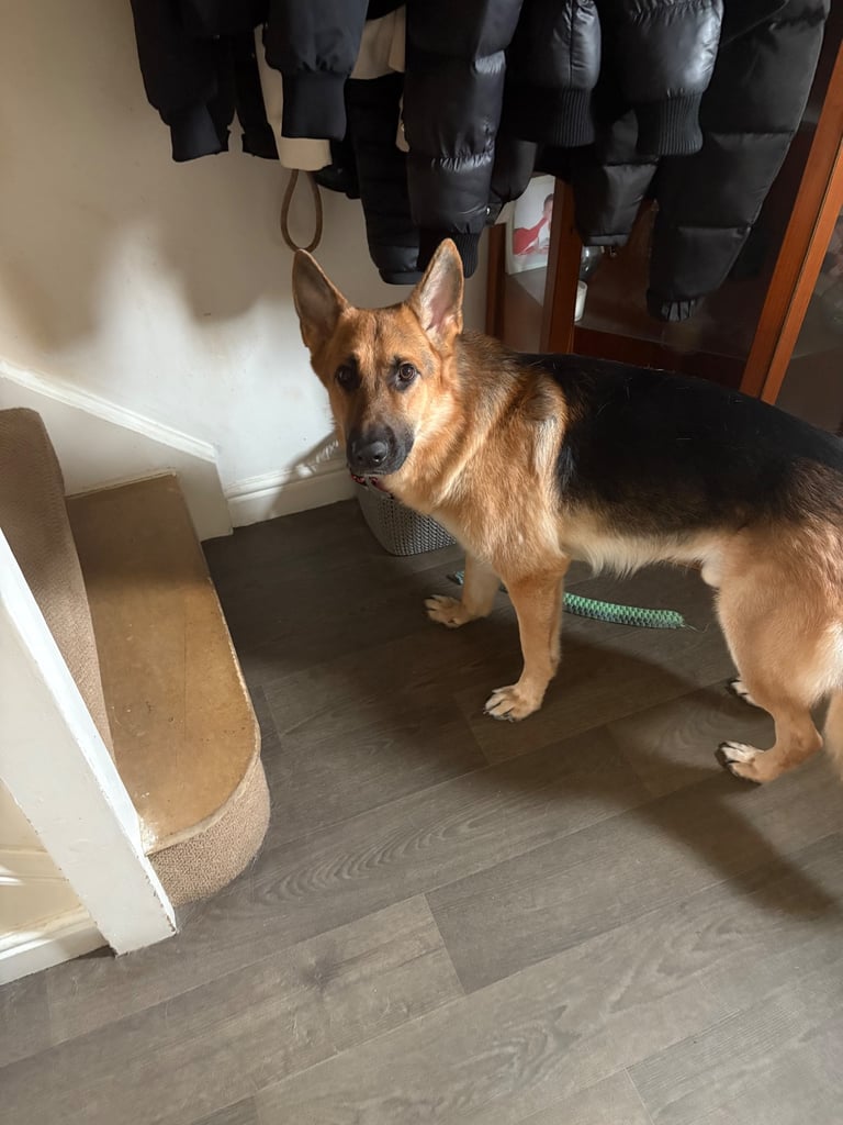 German shepherd male