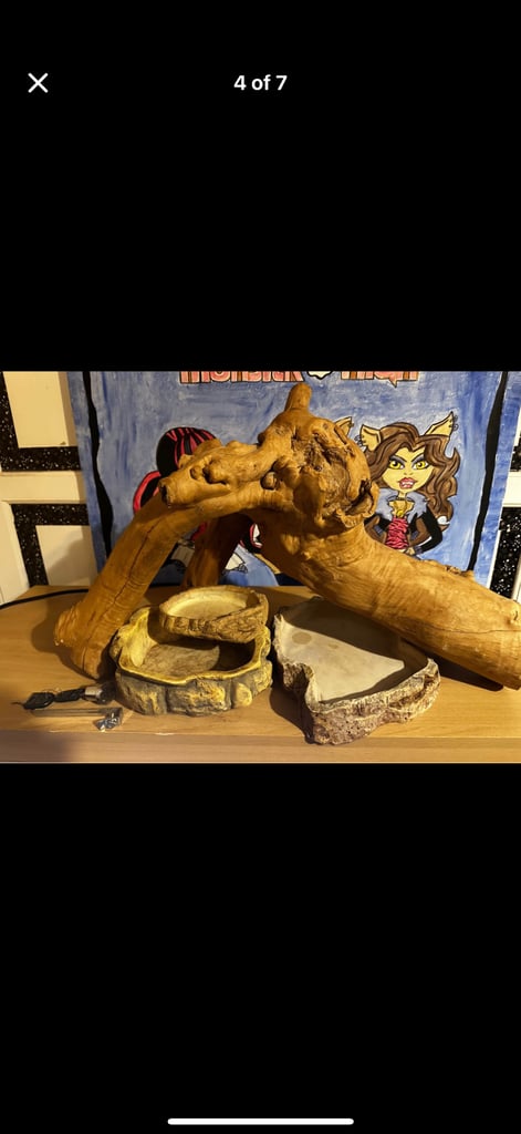 Royal python 