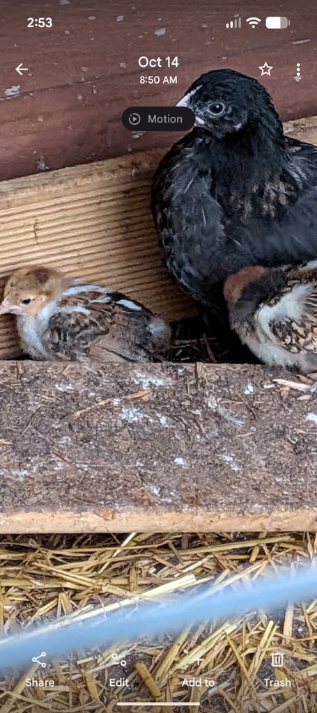 image for Gold millefluers chicks  off heat 