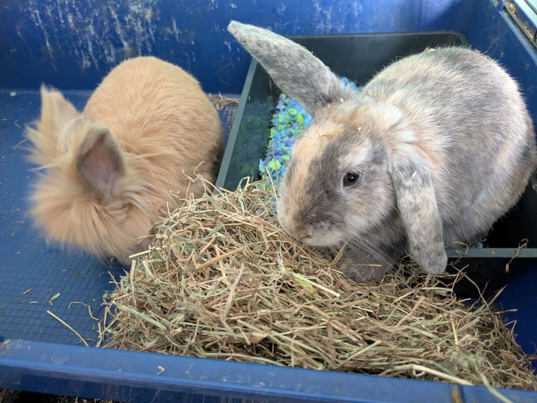 Bonded pair of young rabbits need new home
