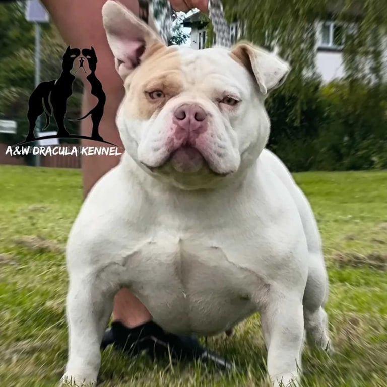 American Pocket ⭐⭐⭐⭐