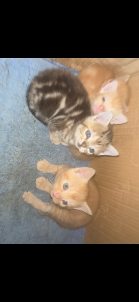 image for 5 kittens , 4 weeks old ready in 4 weeks time 