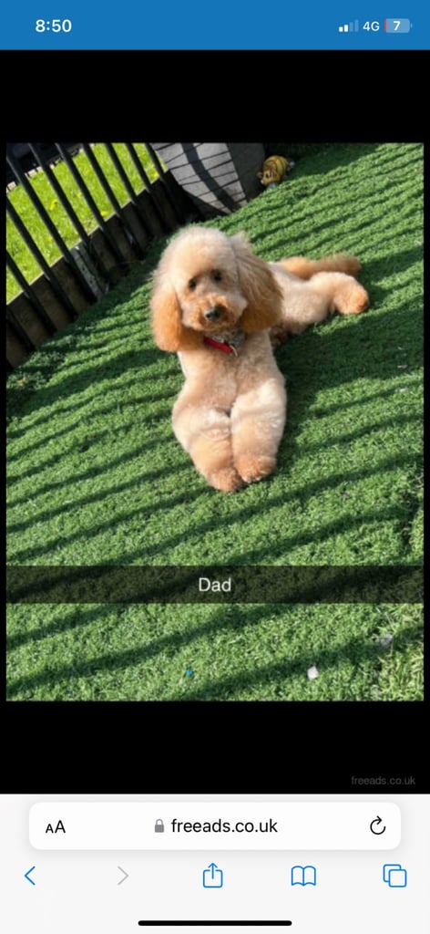 F2b cockapoos 