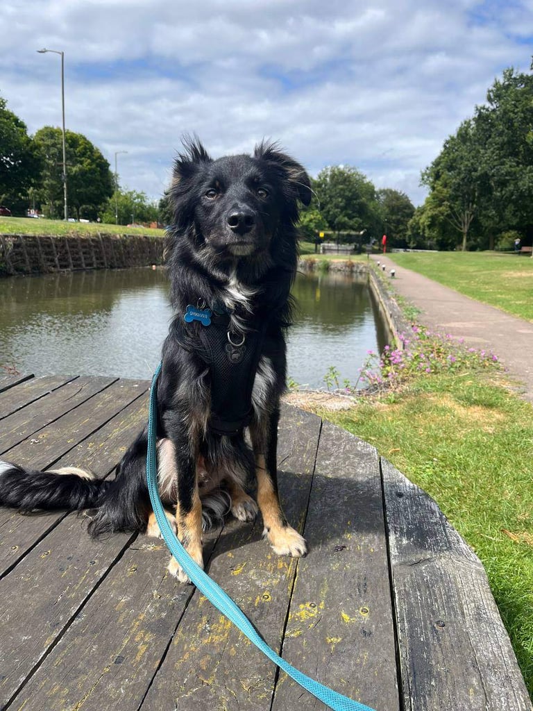 image for 2yo border collie
