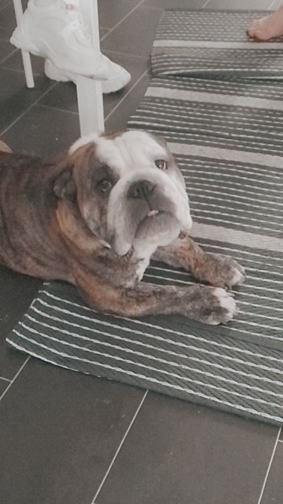 Kc English bulldog 