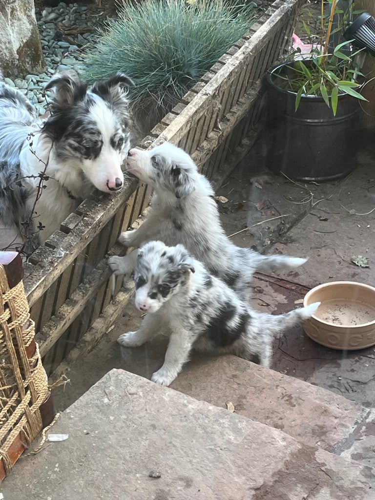 Border collie. Both parents kc reg