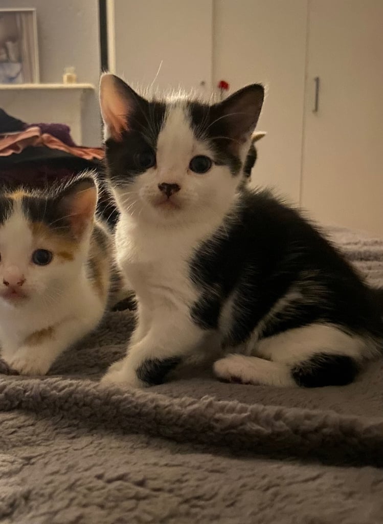 Kitten