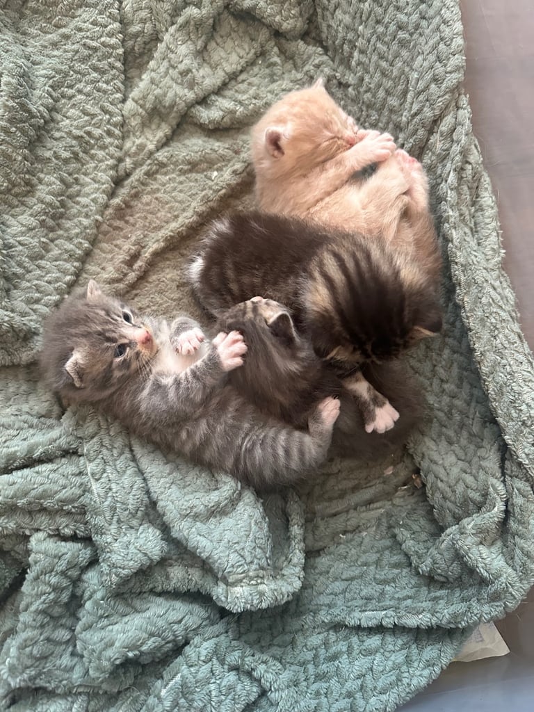 3 kittens - 8 weeks ready to leave 