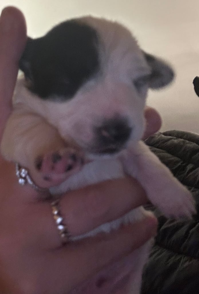 Beautiful Jackapoo Puppies 