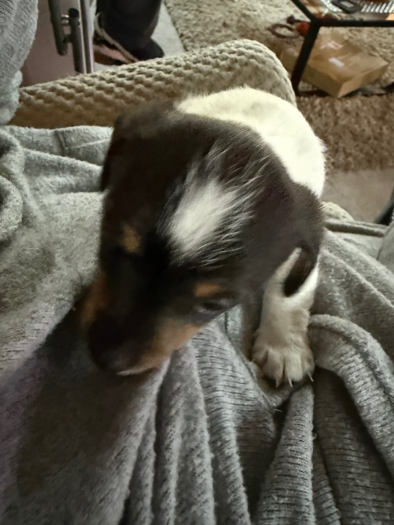 Jack Russell puppies 
